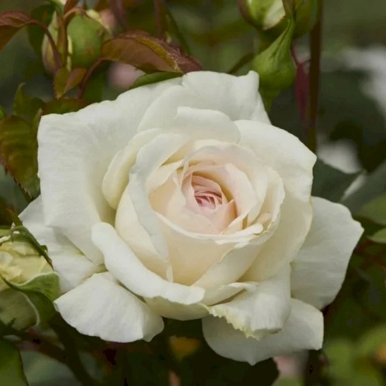 'Claus Dalby'™ Rosa X 'Claus Dalby'™ (Storblomstrende) A-Kvalitet,- Barrods Roser Min. 3 Grene 8 'Claus Dalby'™ Rosa X 'Claus Dalby'™ (Storblomstrende) A-Kvalitet,- Barrods Roser Min. 3 Grene - Image 6