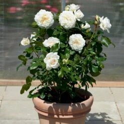 'Claus Dalby'™ Rosa X 'Claus Dalby'™ (Storblomstrende) A-Kvalitet,- Barrods Roser Min. 3 Grene 17 'Claus Dalby'™ Rosa X 'Claus Dalby'™ (Storblomstrende) A-Kvalitet,- Barrods Roser Min. 3 Grene -Planter Salgsbutik p7485 51238 rosa x claus dalby storblomstrende df50