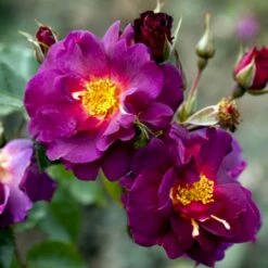 'Wild Rover' Rosa X 'Wild Rover' (Slyngrose) A-Kvalitet,- Barrods Roser Min. 3 Grene