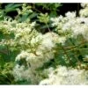 Almindelig Mjødurt Filipendula Ulmaria 10 Cm. Potte 1 Almindelig Mjødurt Filipendula Ulmaria 10 Cm. Potte -Planter Salgsbutik p837 39770 filipendula ulmaria 43d5