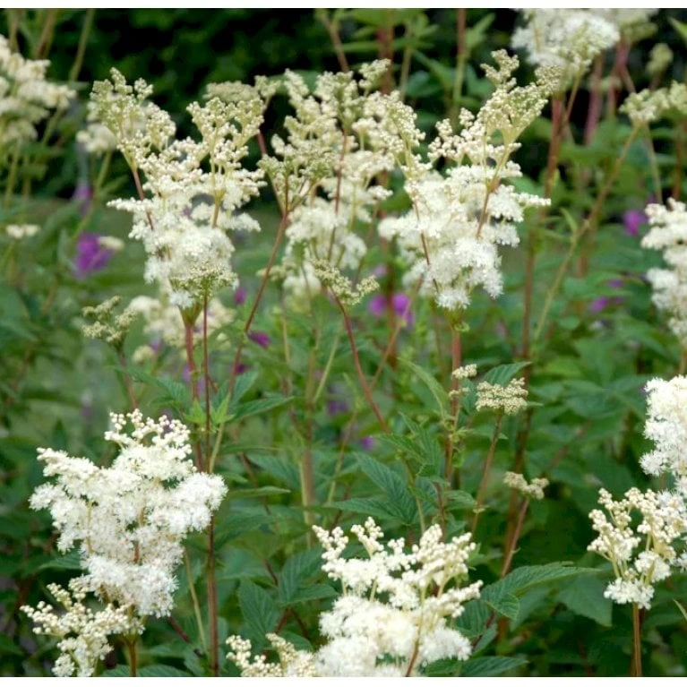 Almindelig Mjødurt Filipendula Ulmaria 10 Cm. Potte 5 Almindelig Mjødurt Filipendula Ulmaria 10 Cm. Potte - Image 3