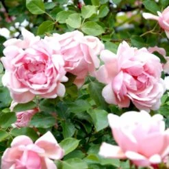 Planter Salgsbutik 18 'Albertine' Rosa Wichuraiana 'Albertine' (Slyngrose) A-Kvalitet,- Barrods Roser Min. 3 Grene