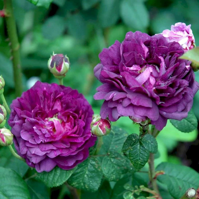 'Cardinal De Richelieu' Rosa Gallica 'Cardinal De Richelieu' (Gallicarose) A-Kvalitet,- Barrods Roser Min. 3 Grene 3 'Cardinal De Richelieu' Rosa Gallica 'Cardinal De Richelieu' (Gallicarose) A-Kvalitet,- Barrods Roser Min. 3 Grene