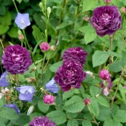 'Cardinal De Richelieu' Rosa Gallica 'Cardinal De Richelieu' (Gallicarose) A-Kvalitet,- Barrods Roser Min. 3 Grene 9 'Cardinal De Richelieu' Rosa Gallica 'Cardinal De Richelieu' (Gallicarose) A-Kvalitet,- Barrods Roser Min. 3 Grene -Planter Salgsbutik p871 52324 rosa gallica cardinal de richelieu gallicarose 9de1