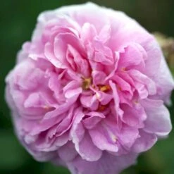 'Comte De Chambord' Rosa Portlandica 'Comte De Chambord' (Portlandrose) A-Kvalitet,- Barrods Roser Min. 3 Grene