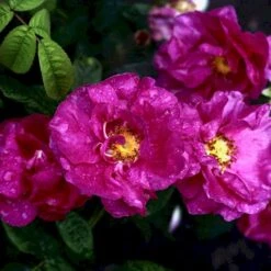 'Officinalis' Rosa Gallica 'Officinalis' (Gallicarose) A-Kvalitet,- Barrods Roser Min. 3 Grene 9 'Officinalis' Rosa Gallica 'Officinalis' (Gallicarose) A-Kvalitet,- Barrods Roser Min. 3 Grene -Planter Salgsbutik p895 52483 rosa gallica officinalis gallicarose 75ca