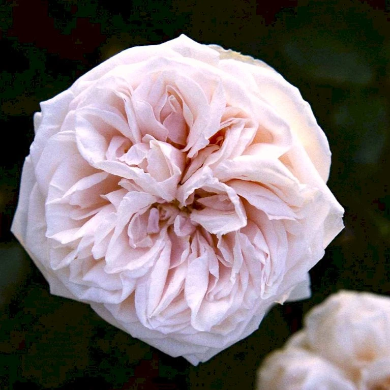 'Souvenier De La Malmaison' Rosa Bourboniana 'Souvenier De La Malmaison' (Bourbonrose) A-Kvalitet,- Barrods Roser Min. 3 Grene 3 'Souvenier De La Malmaison' Rosa Bourboniana 'Souvenier De La Malmaison' (Bourbonrose) A-Kvalitet,- Barrods Roser Min. 3 Grene