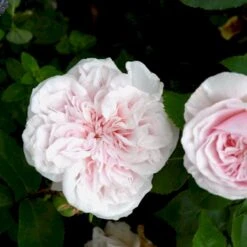 'Souvenier De La Malmaison' Rosa Bourboniana 'Souvenier De La Malmaison' (Bourbonrose) A-Kvalitet,- Barrods Roser Min. 3 Grene 11 'Souvenier De La Malmaison' Rosa Bourboniana 'Souvenier De La Malmaison' (Bourbonrose) A-Kvalitet,- Barrods Roser Min. 3 Grene -Planter Salgsbutik p903 53284 rosa bourboniana souvenier de la malmaison bourbonrose 959c