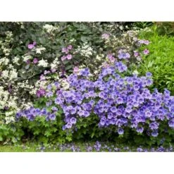 Pragt-Storkenæb 'Rosemoor' Geranium Magnificum 'Rosemoor' 1 Liter Potte