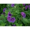 Storkenæb 'Magnificum' Geranium Platypetalum 'Magnificum' 1 Liter Potte 2 Storkenæb 'Magnificum' Geranium Platypetalum 'Magnificum' 1 Liter Potte -Planter Salgsbutik p949 36193 geranium platypetalum magnificum 015f