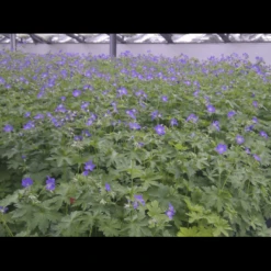 Skov Storkenæb 'Mayflower' Geranium Sylvaticum 'Mayflower' 1 Liter Potte