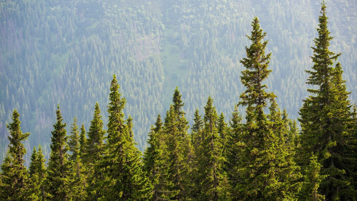 Planter Salgsbutik -Planter Salgsbutik De kracht van naaldbomen voor het klimaat GreenMax blog 5 1400x788 1