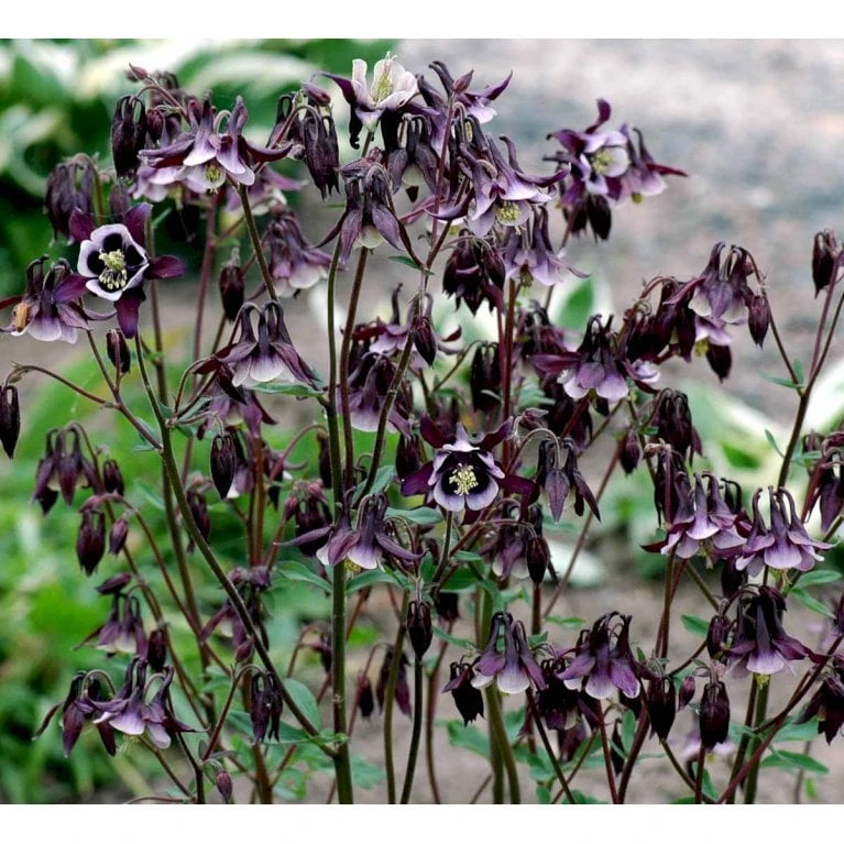 Planter Salgsbutik 28 Planter Salgsbutik -Planter Salgsbutik mi4235 aquilegia vulgaris william guiness 63e1