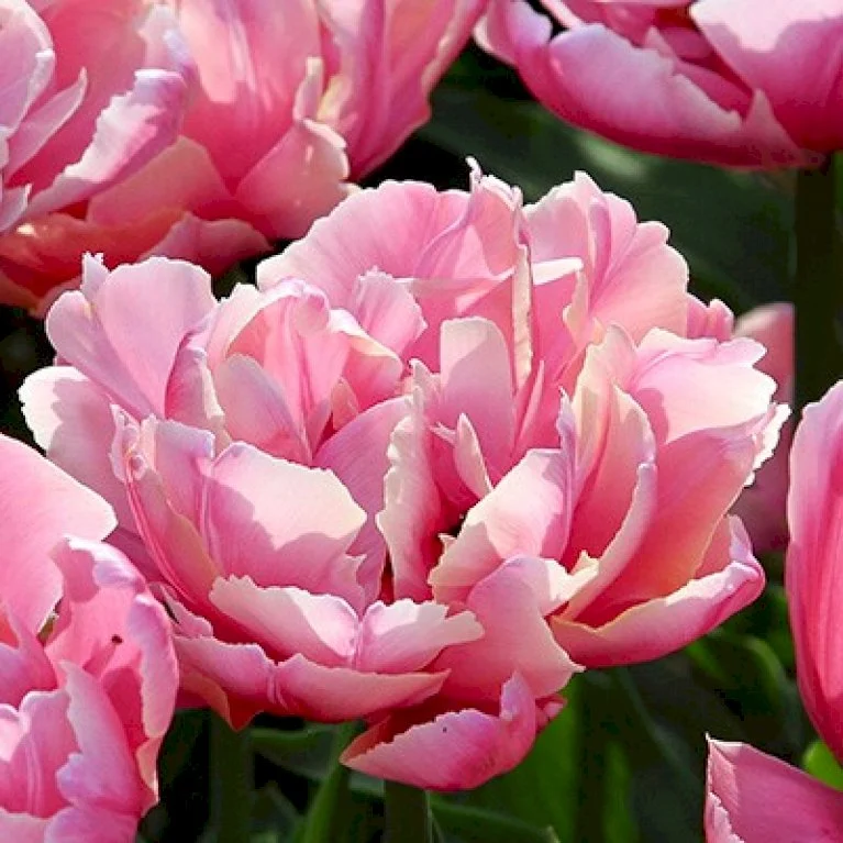 Planter Salgsbutik 45 Planter Salgsbutik -Planter Salgsbutik p36214 50105 tulips double pink 0251